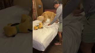 Download Lagu My dogs unique hotel room bedtime routine #dogsofyoutube #dog #dogs #bedtime #goldenretriever MP3