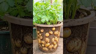 Seeing Inside Potato?! 😱 🥔 #shorts  #viral #trending #nature #farming