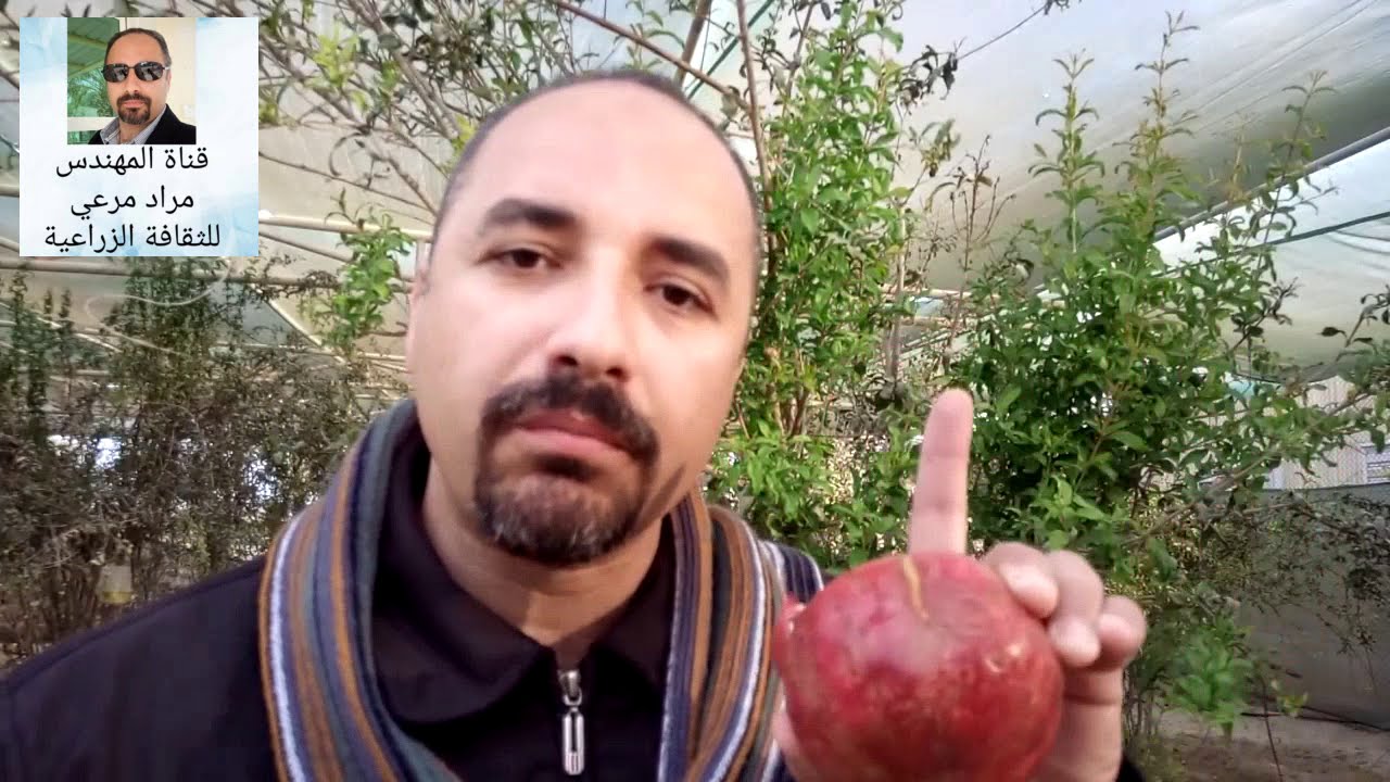 رمان من اجمل الفاكهة طرق تكاثر وتسميد ورى Pomegranateحلقة 133 Youtube