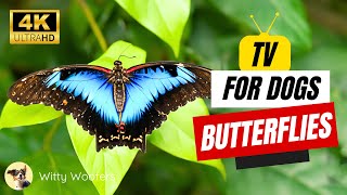 Nature TV for Dogs: Watch Butterfly Videos with Witty Woofers 🐾