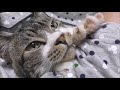 癒し☆パパの腕枕で幸せ気分な猫☆ゴロゴロ・グーパーが止まらない☆添い寝大好き甘えん坊猫リキちゃん【リキちゃんねる　猫動画】Cat video　キジトラ猫との暮らし
