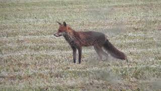 NATUURFILM  [2019]