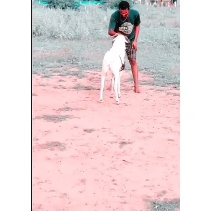 Download lagu Thampi white 🤍 Keda sandai what's app video 😍😘