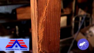 American Home Services Termite Inspection