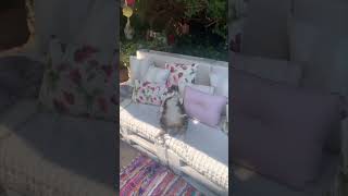 Cat Sleeping On Its Back Worry Free