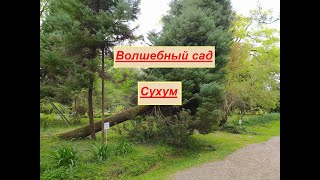 Сухум.  Волшебный ботанический сад