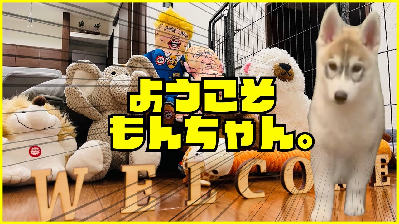A baby Siberian Husky has arrived! [Puppy] - YouTube
