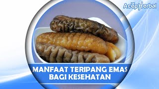 Pantes Dijadikan Bahan Obat Herbal ! Ternyata Ini Manfaat Teripang Emas