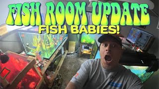 Fish Room Update: Fish Babies? |  Episode 1
