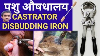 Calf Dehorning/Bull Castration/Disbudding iron/Castration/बछड़े का सींग निकालना/बैल का बंधियाकरण