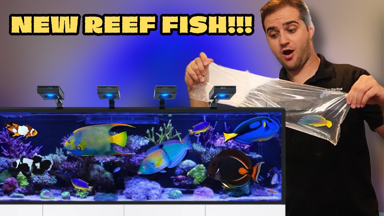 BUYING NEW COLORFUL REEF FISH!! (UNBOXING MY FAVORITE FISH)
