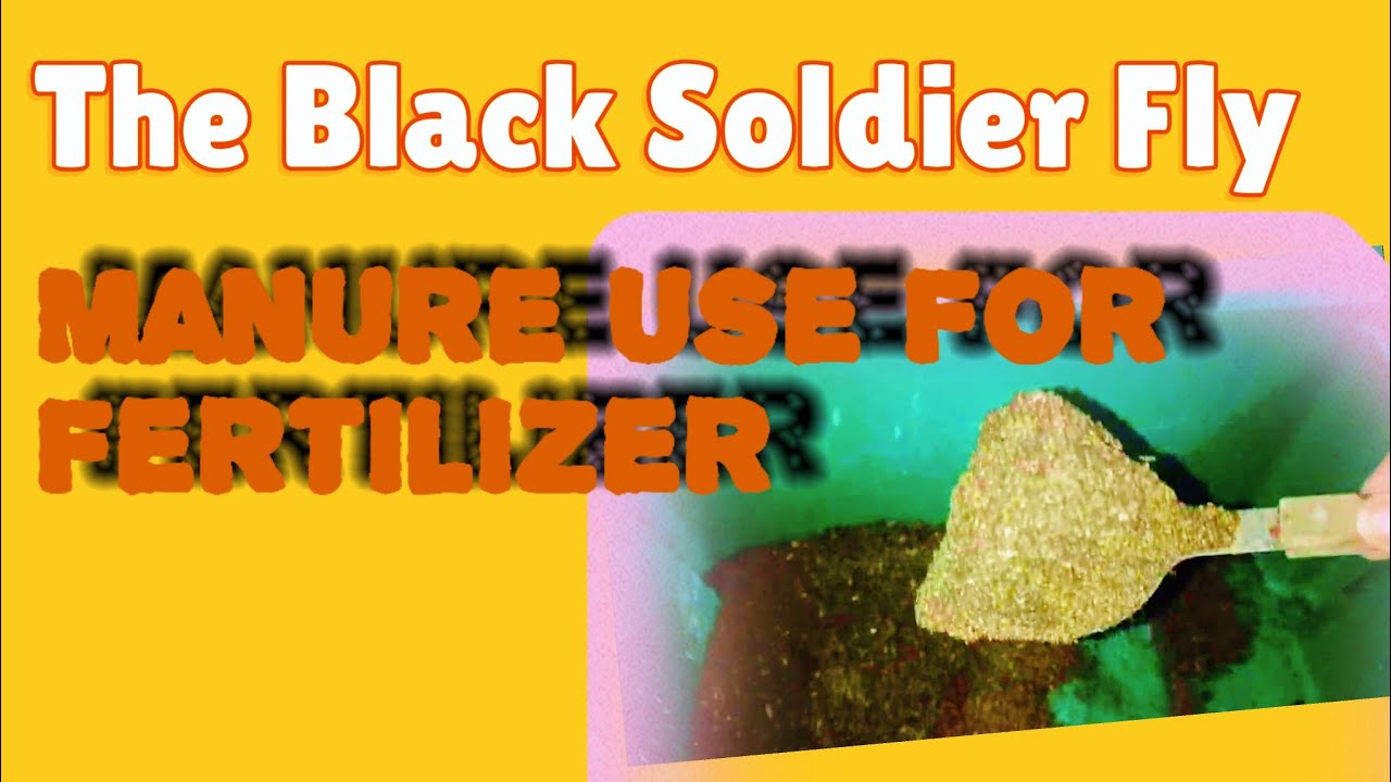 Grace Farming Black Soldier Fly BSF Frass harvest#chicken#bsf #blacksoldierfly