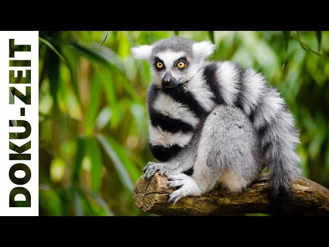 Video: Wurden Lemuren gefunden?