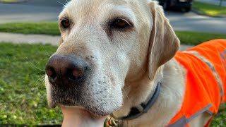 SERVICE DOG EMOTIONAL 8th BIRTHDAY!!  |FULL VLOG|