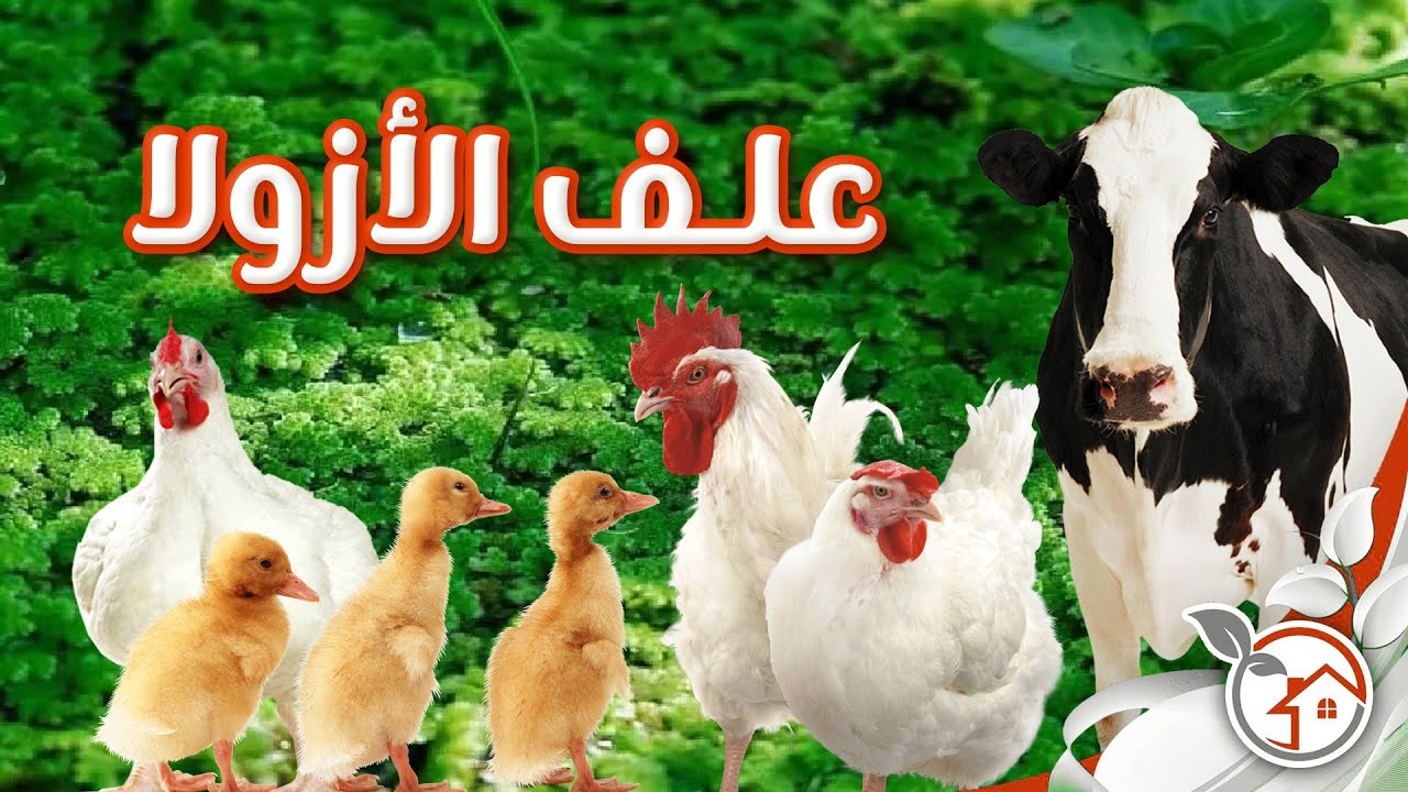 الحقيقة وراء الدعاية للازولا كبديل للعلف من واقع تجربه شخصيه