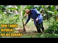 how i apply fertilizer to my banana/lakatan/saba/latundan/part 1