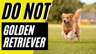 7 Reasons You Should NOT Get a Golden Retriever Dog