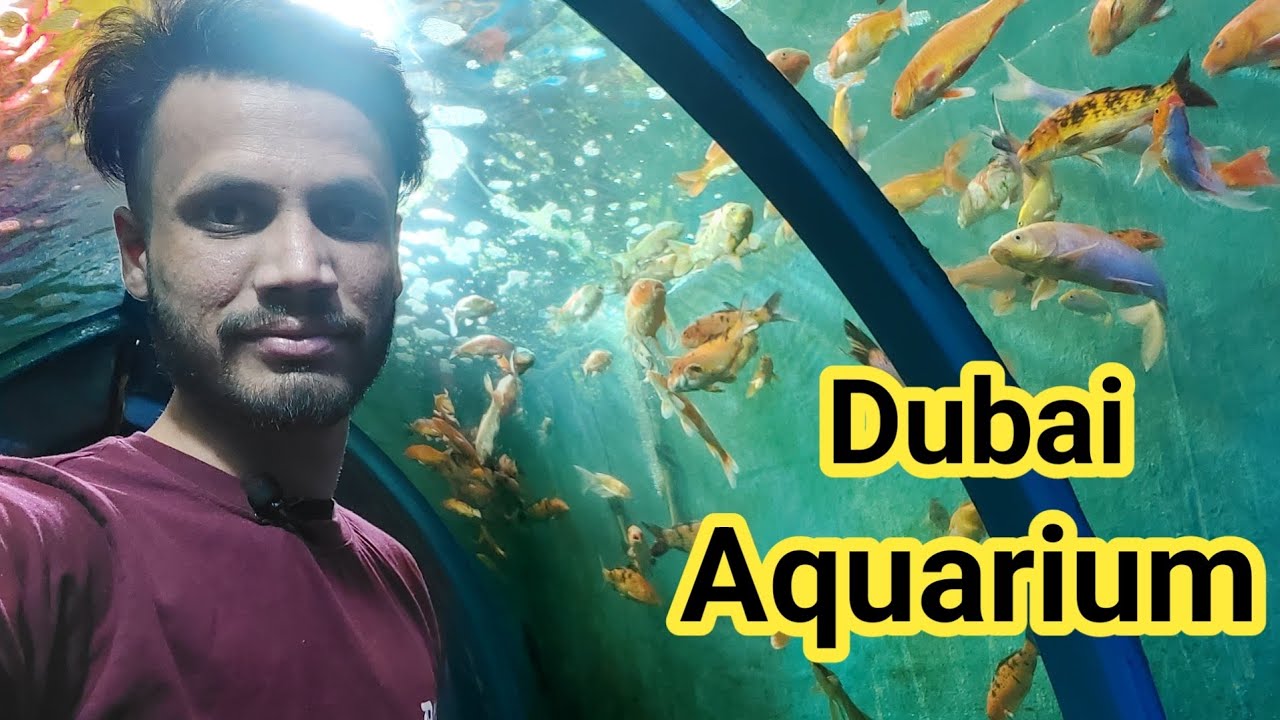 Dubai Aquarium Sea Fish Carnival in Jalandhar Under Water Fish