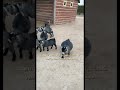تربية الماعز القزم الامريكي الكامروني تربية الماعز القزم الامريكي الكامروني