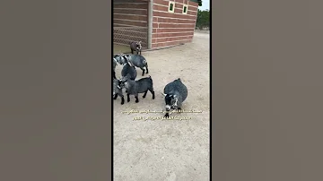 تربية الماعز القزم الامريكي الكامروني 