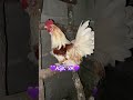 MİNNAĞIM YA💜💜#keşfet#shorts#chicken#love#new#zeynepyusuftv