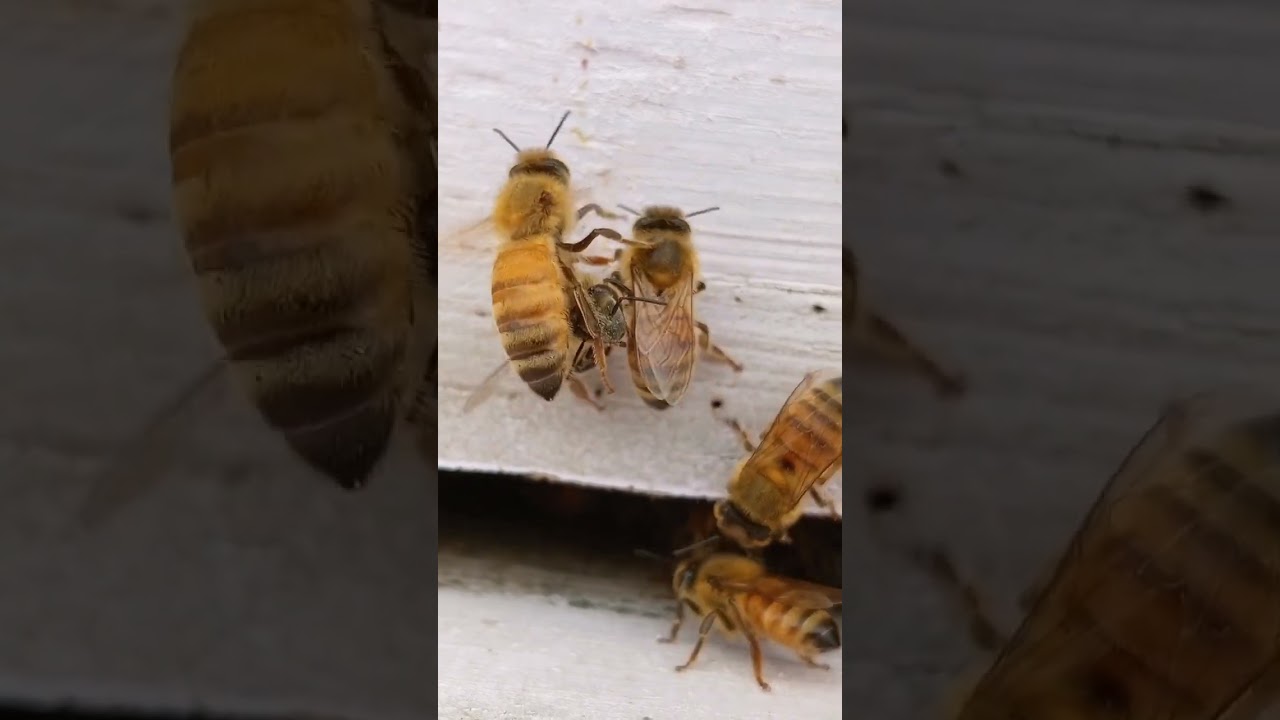 These undertaker bees are hauling a dead bee out of the hive 