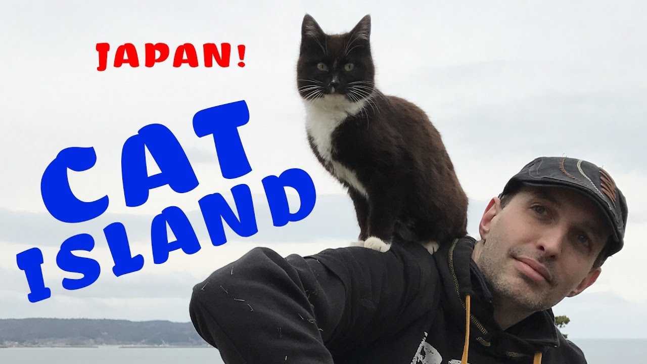 Cat Island': Felines Outnumber Humans on Japan's Aoshima Island