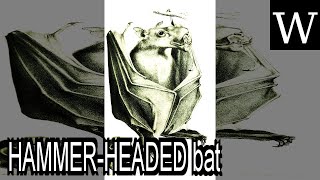 HAMMER-HEADED bat - WikiVidi Documentary