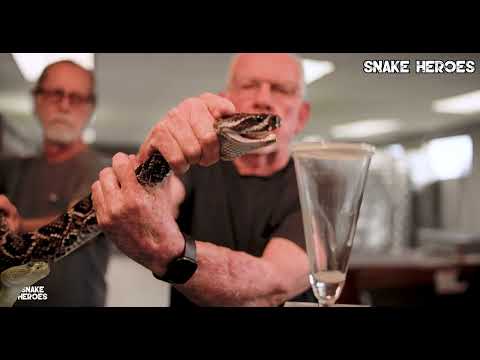 Diamondback Rattlesnake Venom Harvesting: The Dangerous Reality