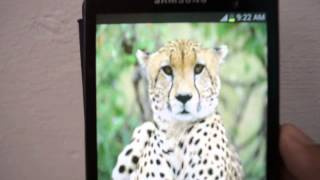 Talking Cheetha screenshot 1