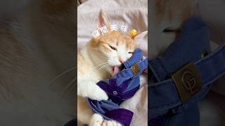 人類吸貓🐱媽寶泥吸🧢｜媽寶貓日常