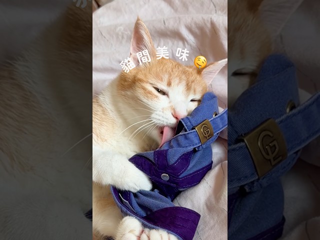 人類吸貓🐱媽寶泥吸🧢｜媽寶貓日常