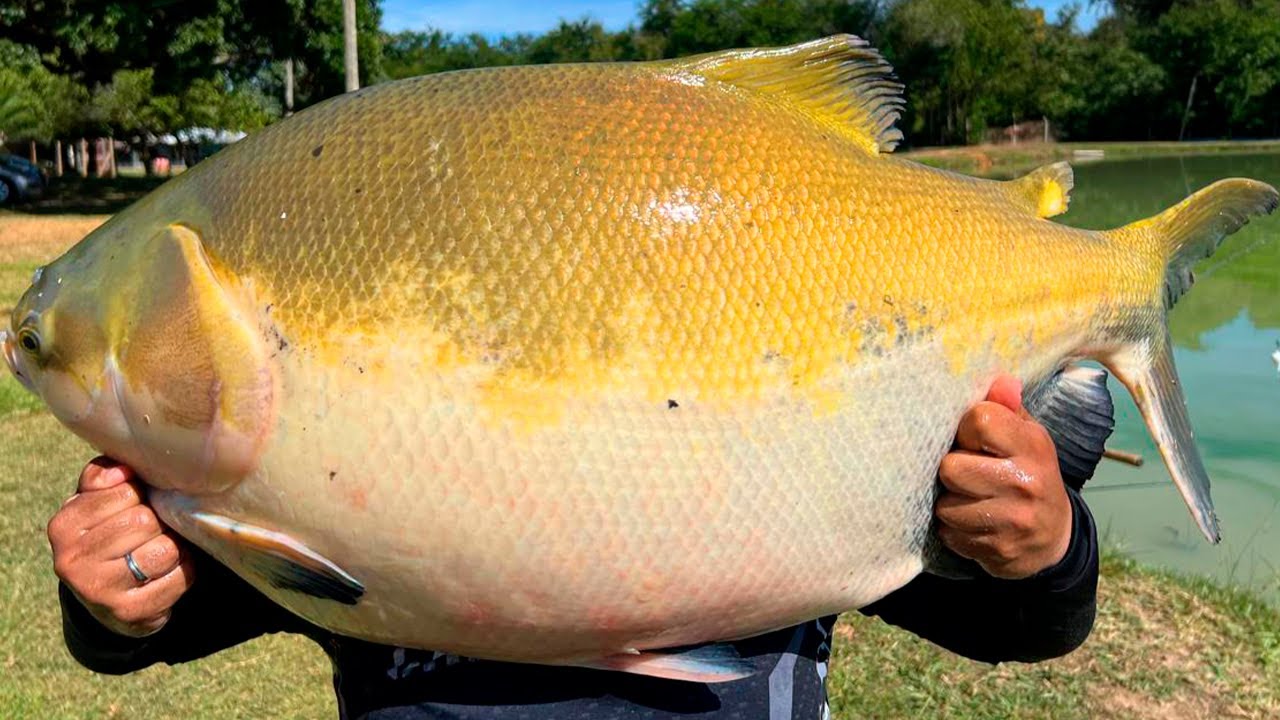 PARAÍSO DO HULK NO EVA, ESSE PESQUEIRO É SURREAL!
