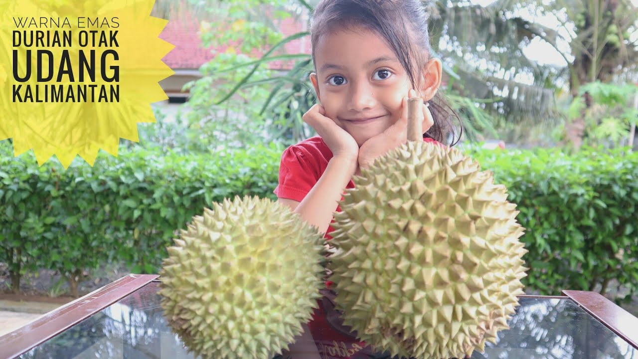 Nada Makan Durian Otak Udang Kalimantan Xd83dxde1d Nana Toys Review Youtube