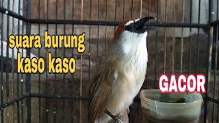 Download Lagu SUARA BURUNG KASO KASO JANTAN GACOR MEMANGGIL LAWAN MP3