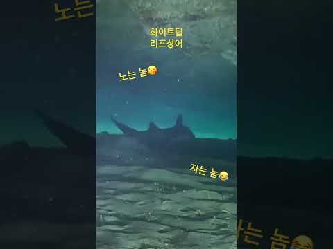 ❤️더잘난❤️놀고 있는 상어 밑에 자고있는 돼지 화이트팁 상어 궁댕이 ㅋㅋ #다이빙 #더잘난 #번개맨 #딥다이빙 #<strong>씨앤소울</strong>