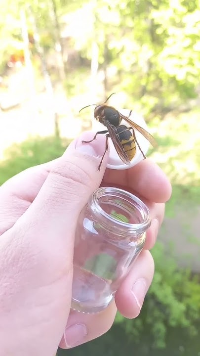 Королева шершня Обыкновеннаго (Vespa crabro), семейство Vespidae. - YouTube