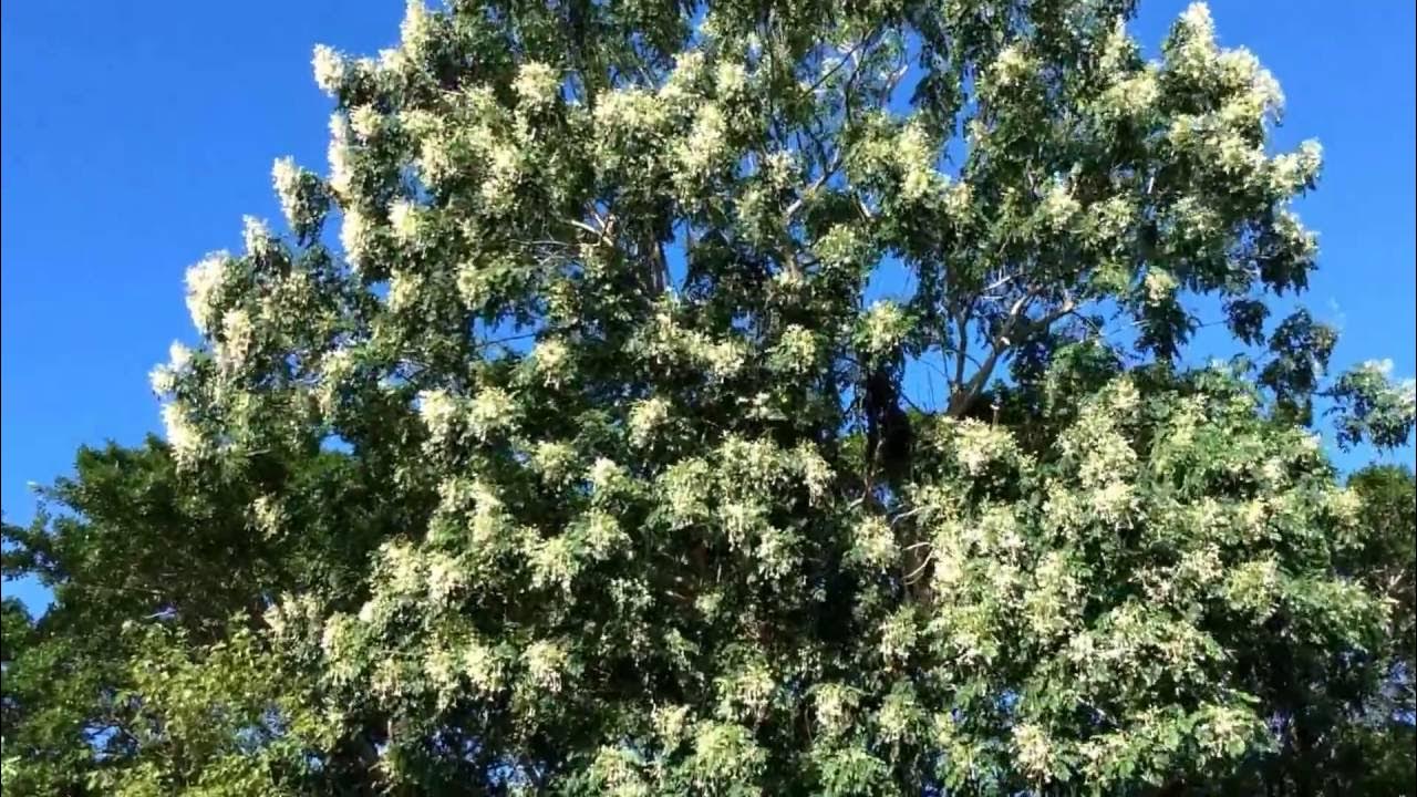 Millingtonia hortensis ( Indian cork tree ) Ponnaga, Aakash Malli YouTube