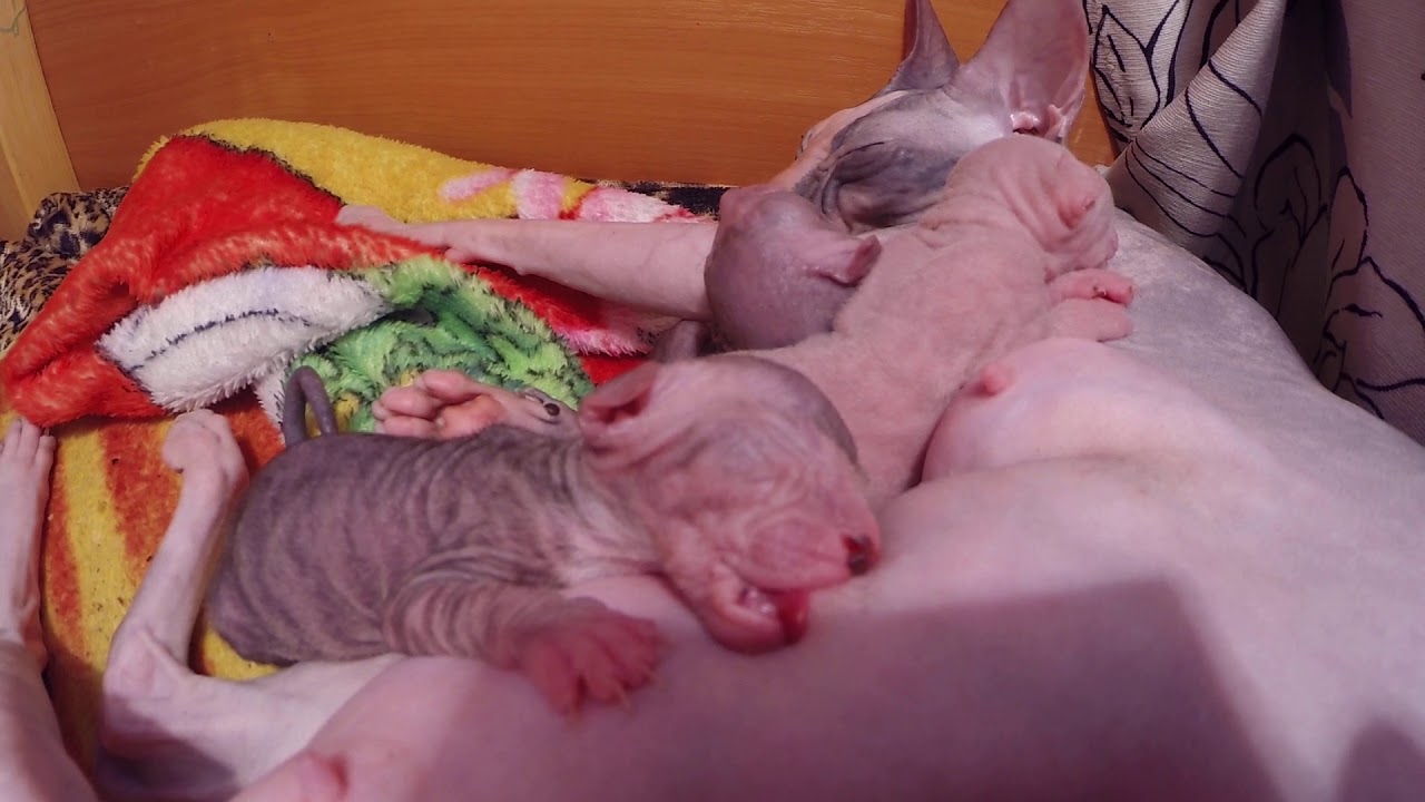 The kitten of our cat Sphynx Blots finally began to eat himself after