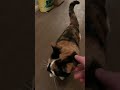 My cat lottie. She is blind so is a bit cautious