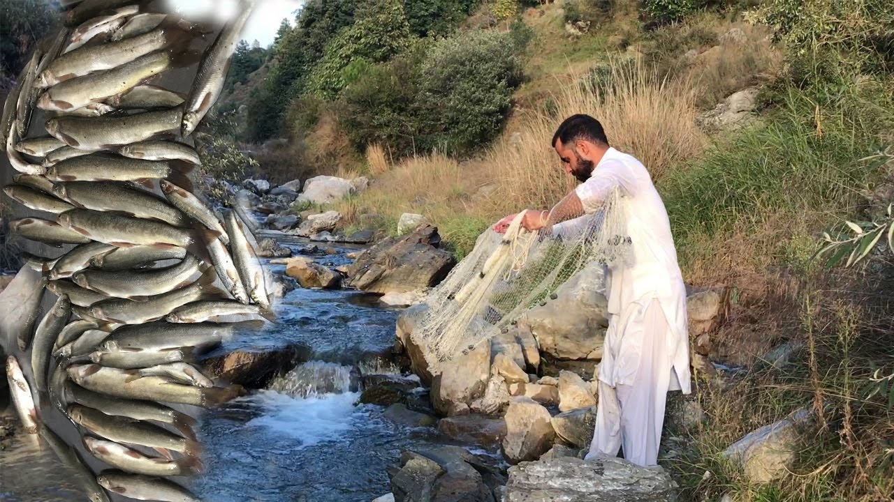 Stream fishing for Trout in Pakistan | Catch and cook of Snow trout fish |Catch and release of trout