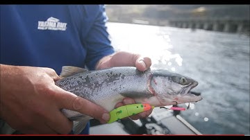Columbia River SOCKEYE! | Wells Dam Chinook and Sockeye Techniques | (Part 1 of 2)