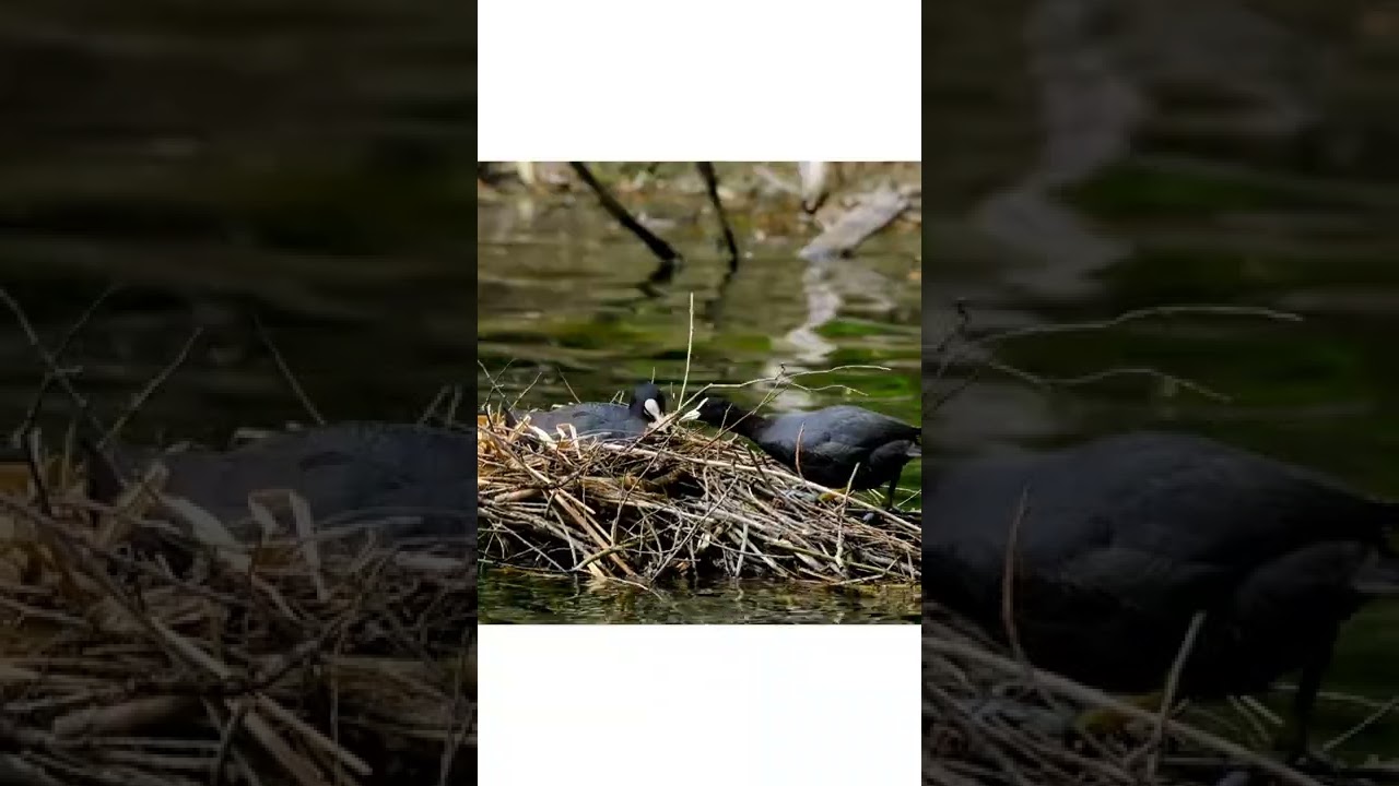How ducks makes nest in water 😲