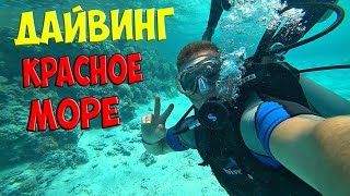 ДАЙВИНГ НА ДНЕ КРАСНОГО МОРЯ! ЕГИПЕТ! Катаемся на верблюдах, квадроциклах!