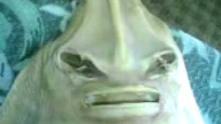 РЫБА МУТАНТ В ИРТЫШЕ(, 2011-04-26T10:51:11.000Z)