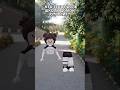 Добьём 4500? #roblox #rblx #роблокс #рек #рекомендации #trending #trend  #robloxedit #edit #video