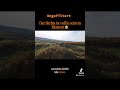 Der Herbst in seiner vollen Pracht.#herbst #blätter #farben #drone #fpv #fpvdrone