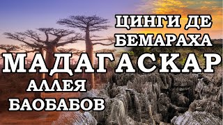 Западный Мадагаскар. Мурундава. Баобаб Авеню или Аллея Баобабов. Каменный лес Цинги Де Бемараха