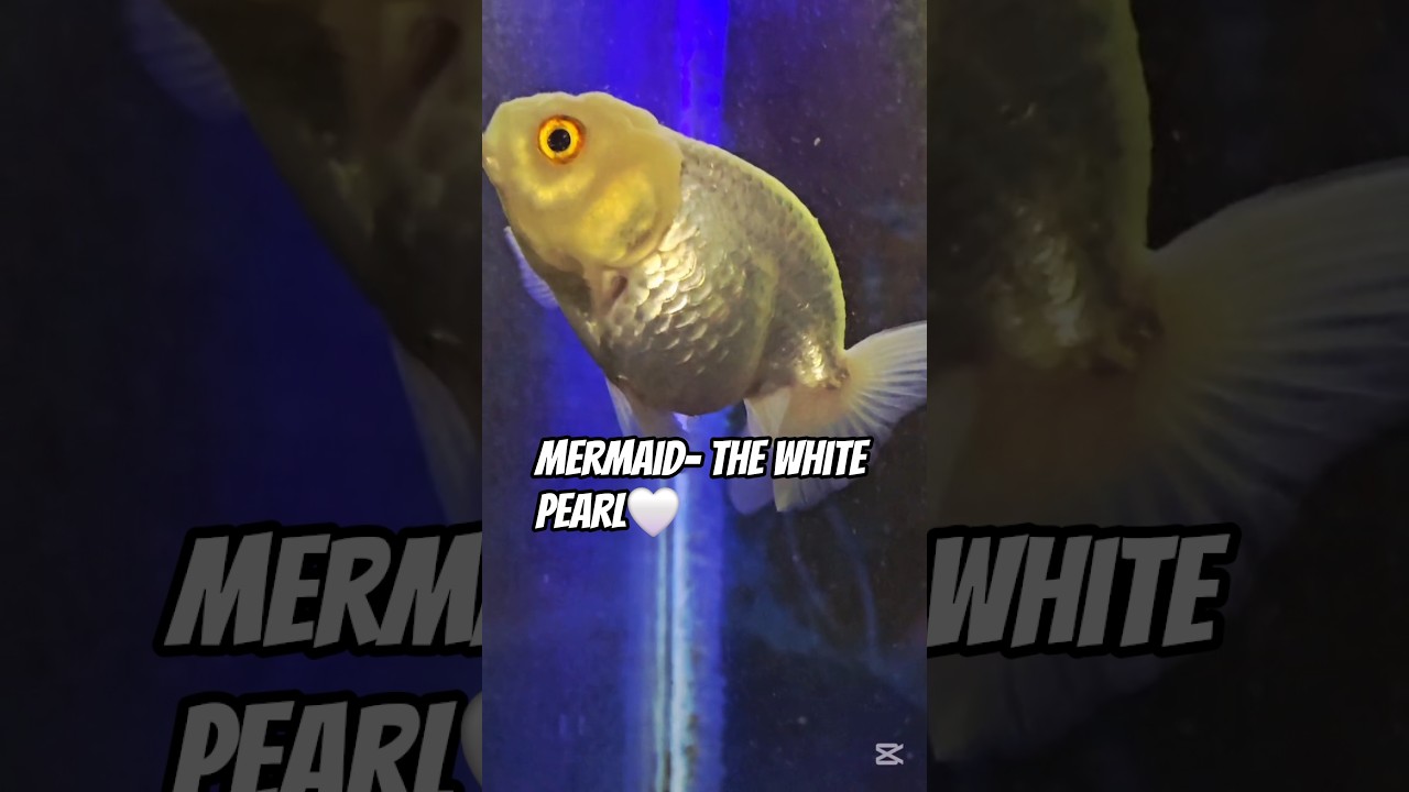 Unboxing My New Ranchu Goldfish "Mermaid" 🐠 | White Pearl Goldfish in Aquarium