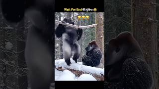 Janwaron Ke Funny Karname Wait For Twist